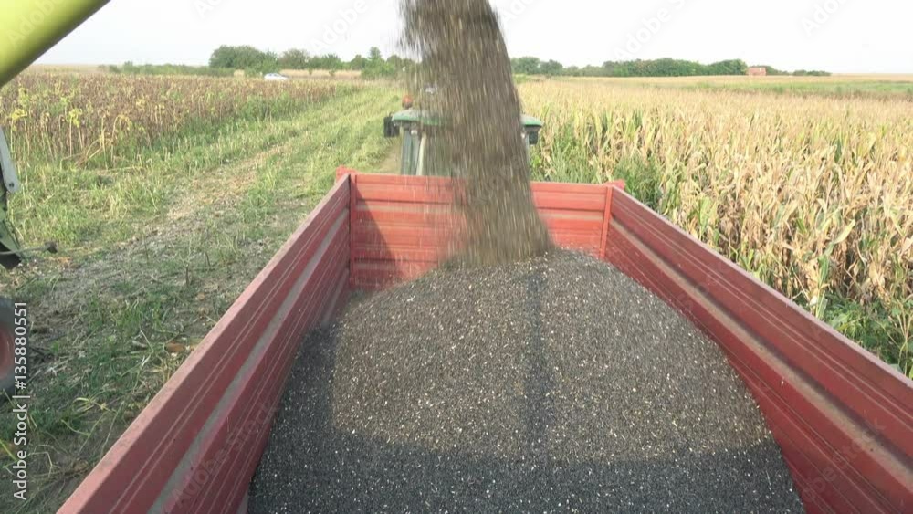 Sunflower seeds harvest 