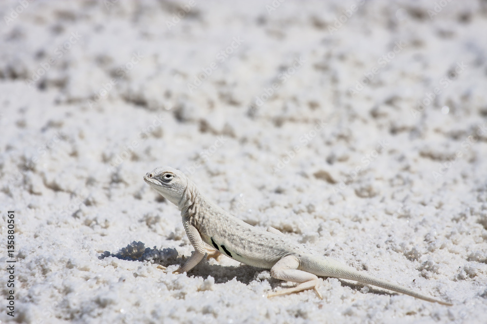 Bleached earless lizard Bleached earless lizard