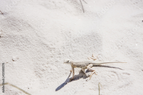Bleached earless lizard