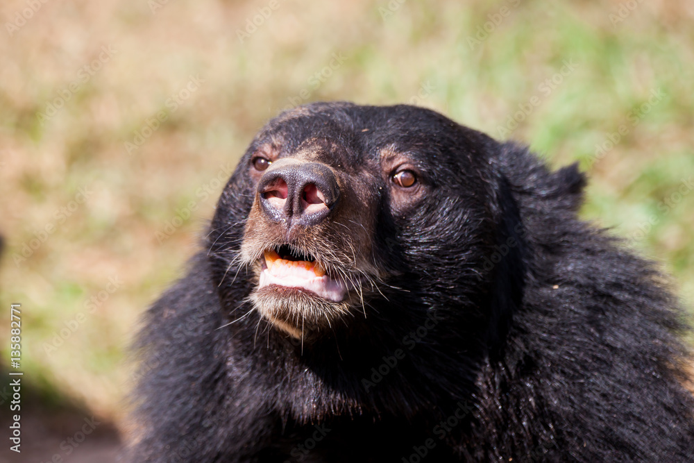 Asian great black bear. Asian great black bear.