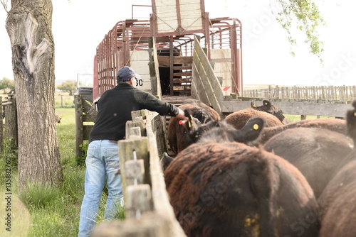 Obraz na plátně Carga de ganado bovino Angus en camiones