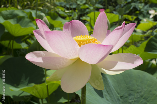 Nelumbo Nucifera  Sacred Lotus Flower and Leaves