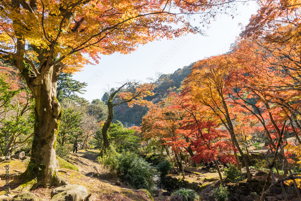 Autumn leaves of Atami plum garden