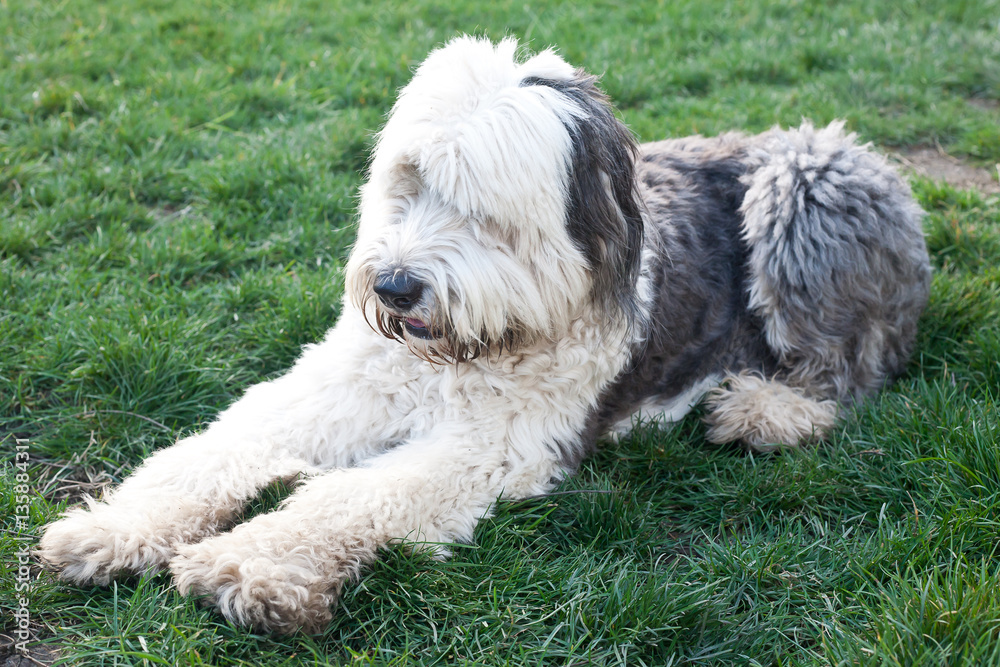 Olivia, a female Old English Sheepdog