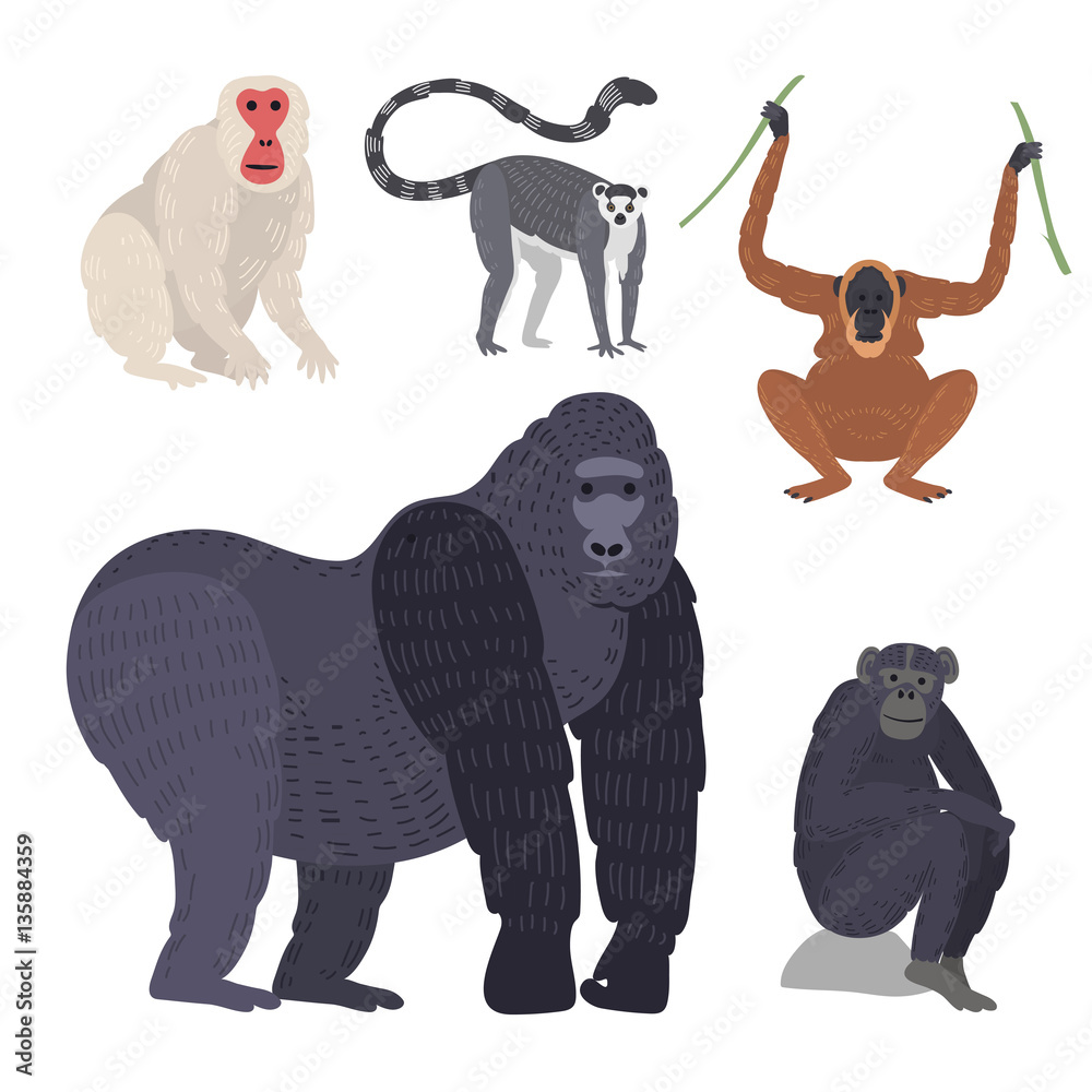 Different types of monkeys rare animal vector set. Stock Vector | Adobe ...