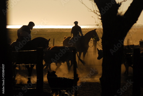 Trabajos de campo con hacienda Angus en los corrales, Argentina photo