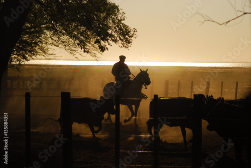 Trabajos de campo con hacienda Angus en los corrales, Argentina photo