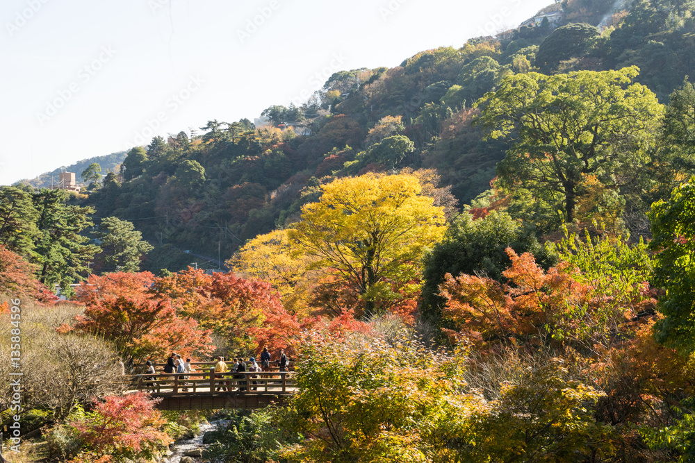 Autumn leaves of Atami plum garden Autumn leaves of Atami plum garden