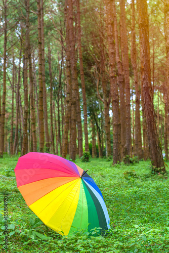 color umbrella in autumn park at pine forest