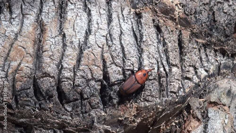 Red palm weevil on Palm tree (Rhynchophorus ferrugineus), the red palm weevil is a species of snout beetle also known as the Asian palm weevil or sago palm weevil. Red palm weevil on Palm tree (Rhynchophorus ferrugineus), the red palm weevil is a species of snout beetle also known as the Asian palm weevil or sago palm weevil.