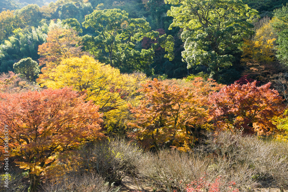Autumn leaves of Atami plum garden