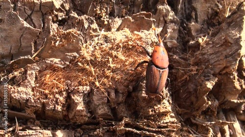Red palm weevil on Palm tree (Rhynchophorus ferrugineus), the red palm weevil is a species of snout beetle also known as the Asian palm weevil or sago palm weevil.  photo