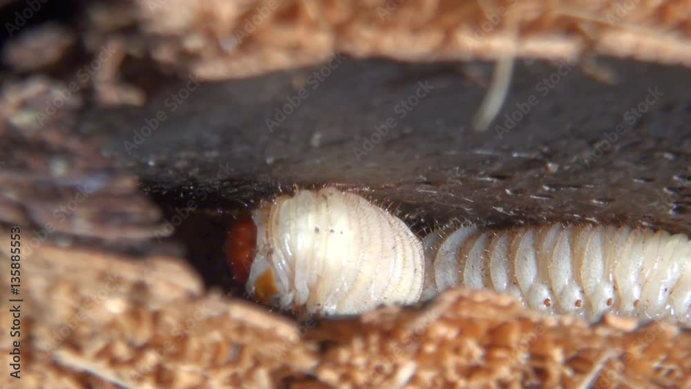 Weevil larvae excavating holes in the trunk of a palm tree, weevil larvae can excavate holes in the trunk of a palm trees up to a metre long, thereby weakening and eventually killing the host plant Weevil larvae excavating holes in the trunk of a palm tree, weevil larvae can excavate holes in the trunk of a palm trees up to a metre long, thereby weakening and eventually killing the host plant