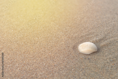Shell on sand at beach in the morning