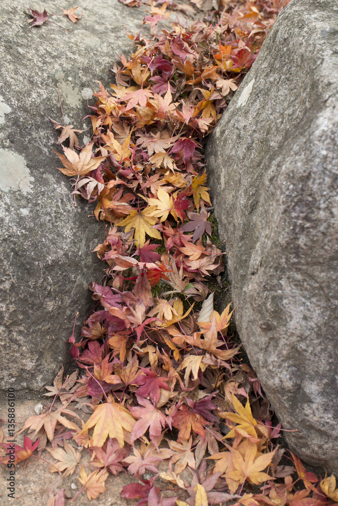 Dry maple leaves between the rocks Dry maple leaves between the rocks