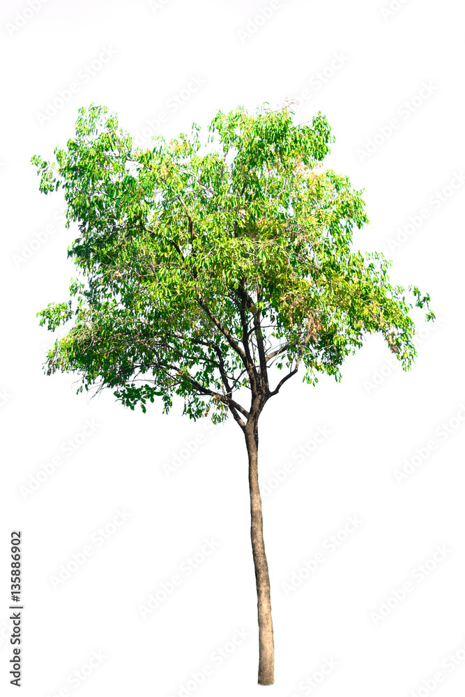 nature tree on white background of Isolated