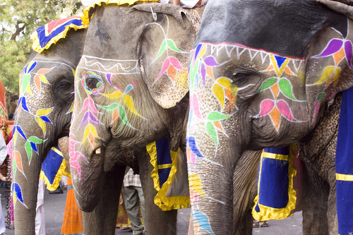 colorful elephants , festival , Jaipur, Rajasthan, India