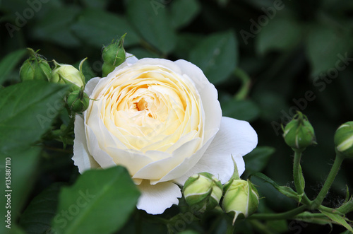 English Romantic white rose 