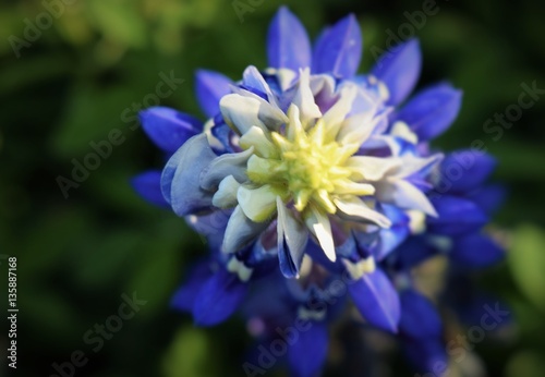 Texas Bluebonnet from above