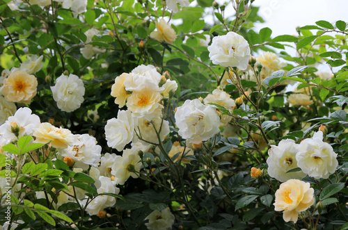 Romantic white rose climber 