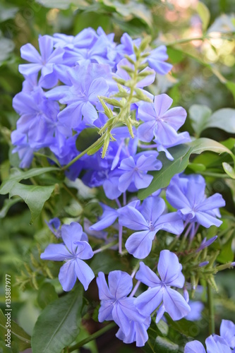 Purple Flowers