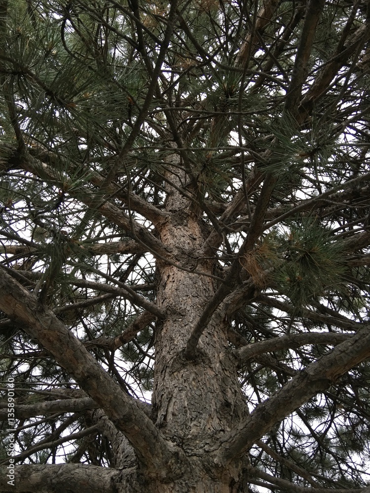 Tree upwards Tree upwards