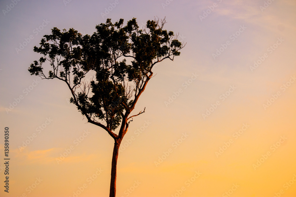 magical sunrise with tree