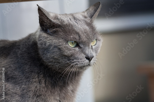 gray cat cool face