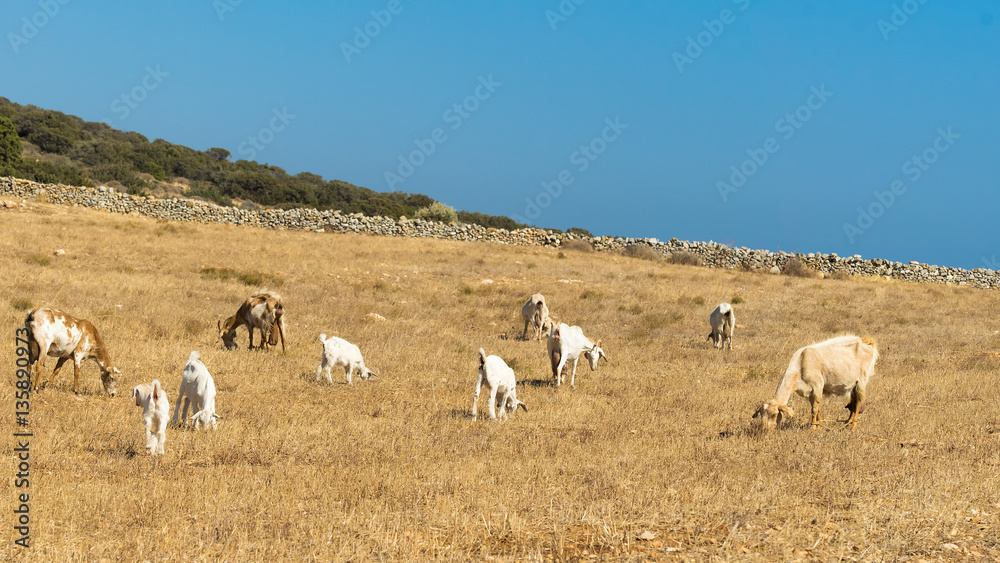 Fototapeta premium Grazing area for goats and sheep at Paros island in Greece. 