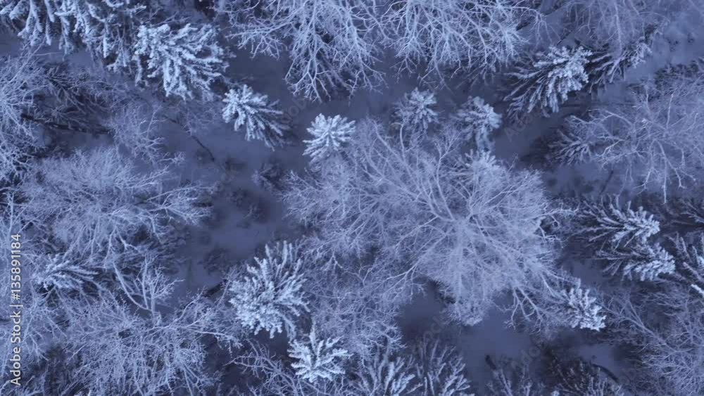 top view of the snow-covered trees in the forest top view of the snow-covered trees in the forest