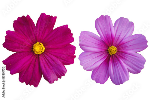 Pink Flower Isolated on white background