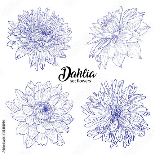 Fototapeta Naklejka Na Ścianę i Meble -  Pencil sketch hand drawn set Dahlia flowers. Sketching vector flowers illustration isolated on white background. 