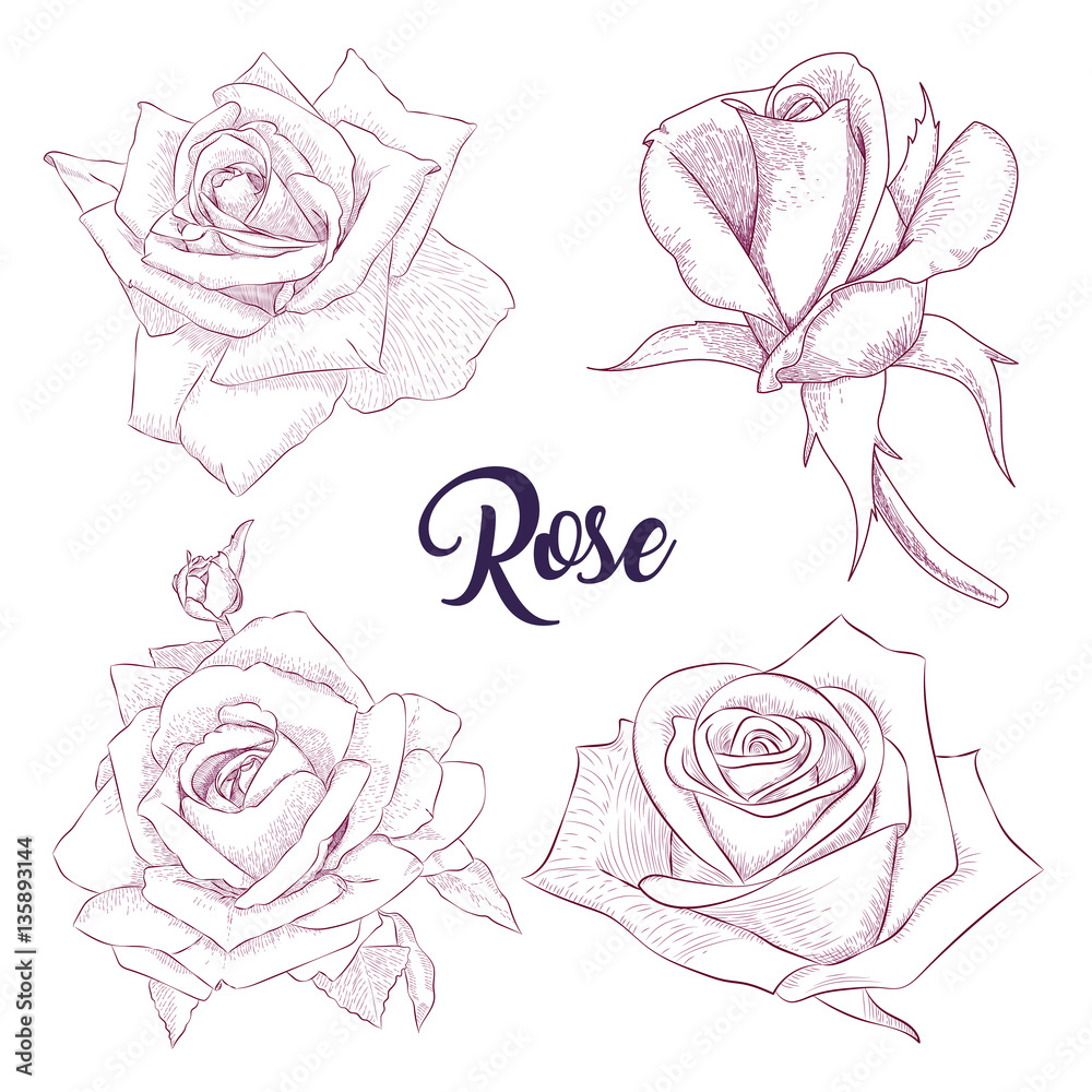 Pencil sketch hand drawn set Rose flowers. Sketching vector ...