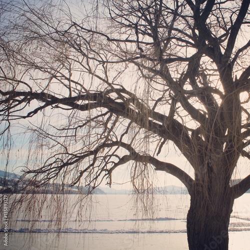 Winter tree. Leafless branches and lake background.