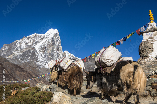 Yaks carrying goods in the Himalayas in Nepal on the way to Ever