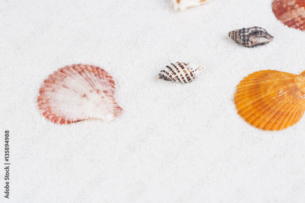 Beach shell in white sand as for a beautiful vacation background Beach shell in white sand as for a beautiful vacation background