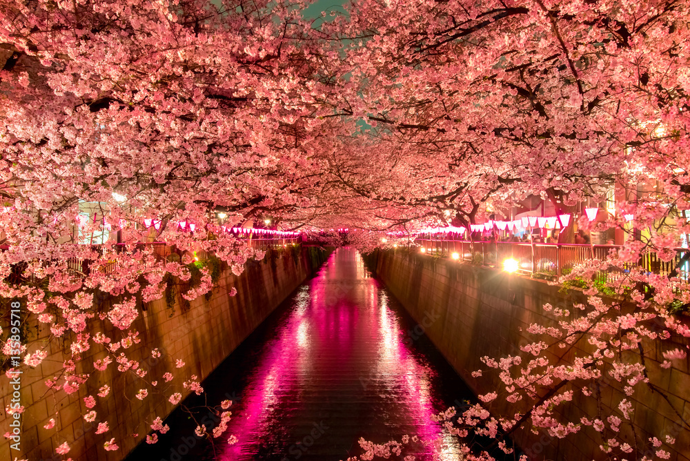 Voilages Fleurs de cerisier la nuit à Tokyo - Nikkel-Art.fr