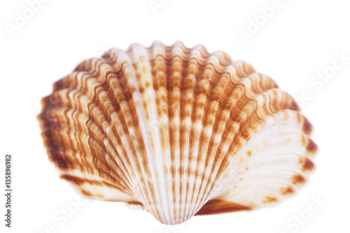 single sea shell of mollusk isolated on white background