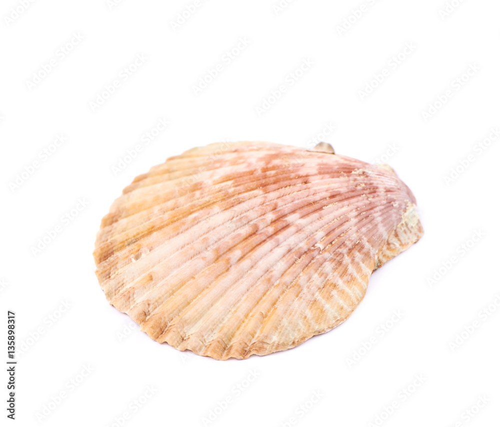 Sea shell isolated