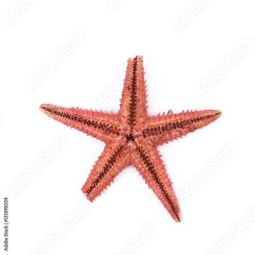 Dried decorational star fish isolated