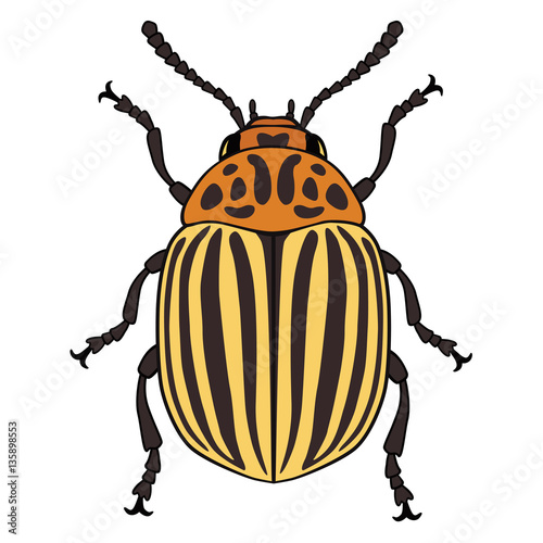 Vector illustration of colorado potato beetle © Elokua