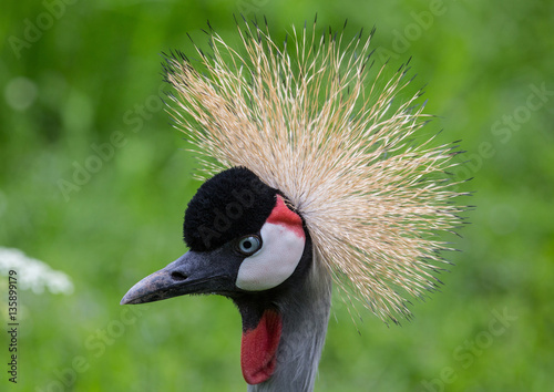 Head view of an asian crown crane