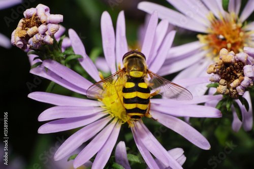 Macro view of fluffy striped top and black and yellow caucasian photo