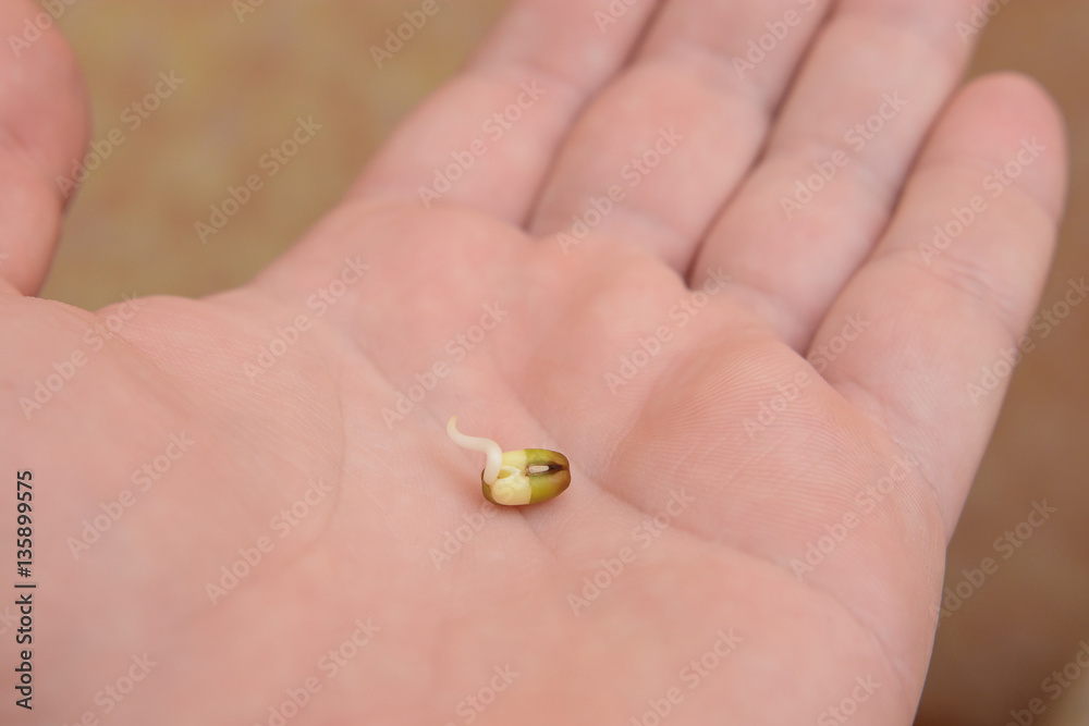 Bean sprouts in his hand Bean sprouts in his hand