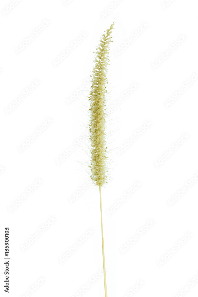 Dry mission Grass isolated on white background.Feather Pennisetu Dry mission Grass isolated on white background.Feather Pennisetu