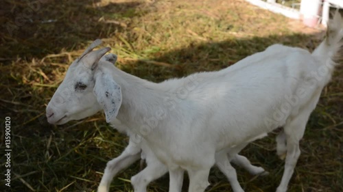 Sheep and arable farm
 photo