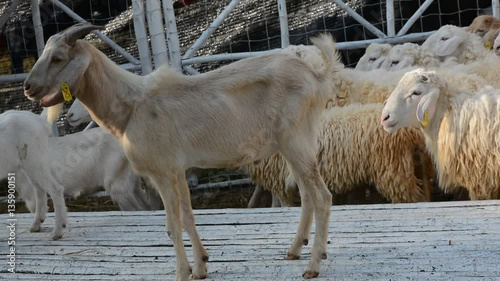 Sheep and arable farm
 photo