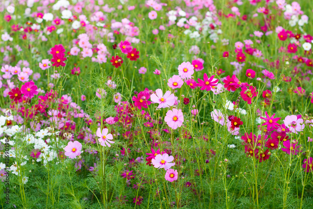 Pink cosmos flower (Cosmos Bipinnatus) background