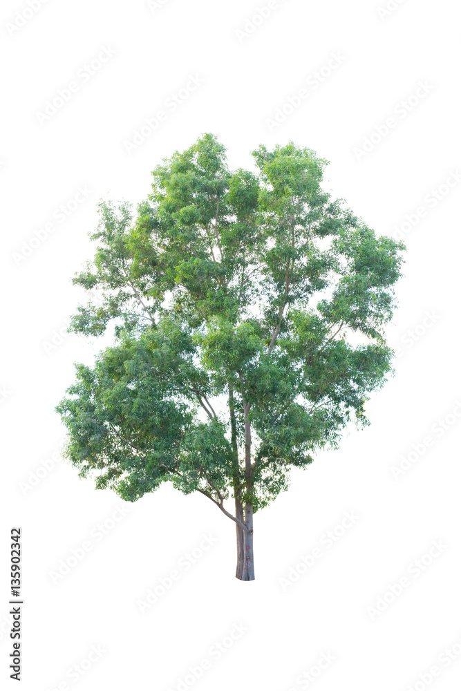 Trees isolated on white background Trees isolated on white background