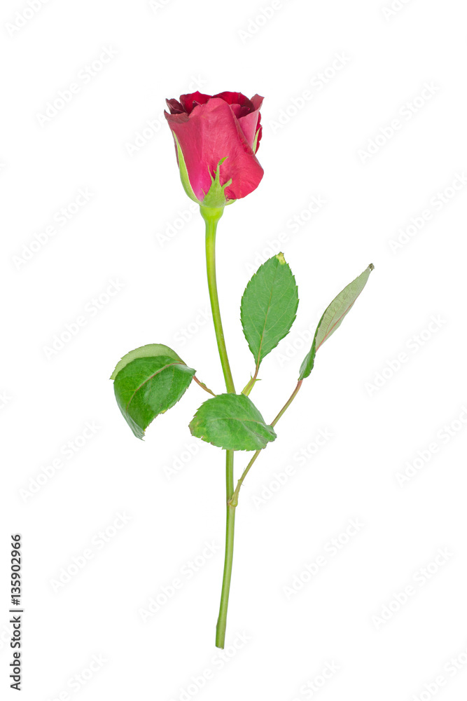 red rose isolated on white background red rose isolated on white background